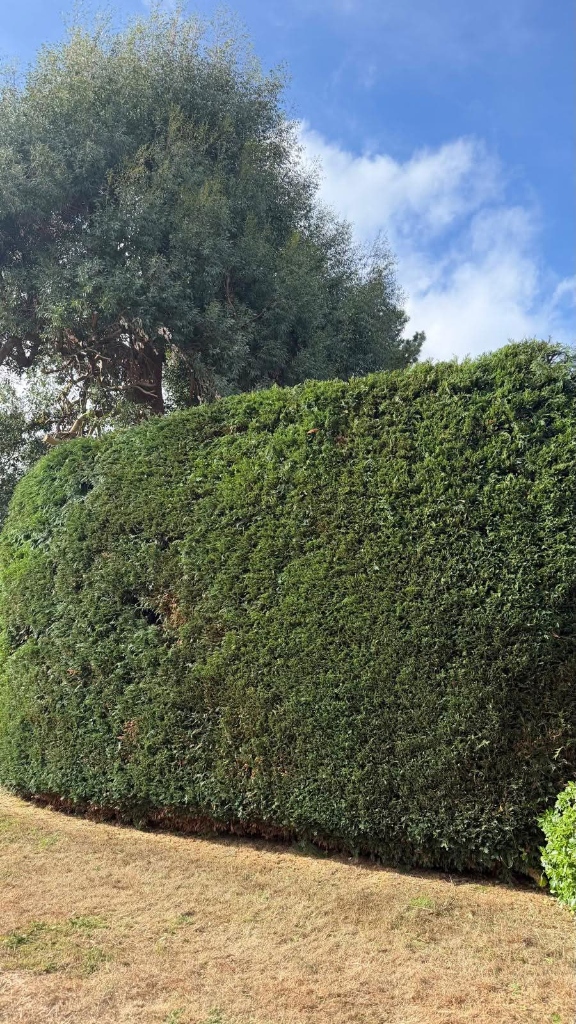 After hedge cutting