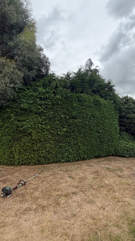 Before hedge cutting
