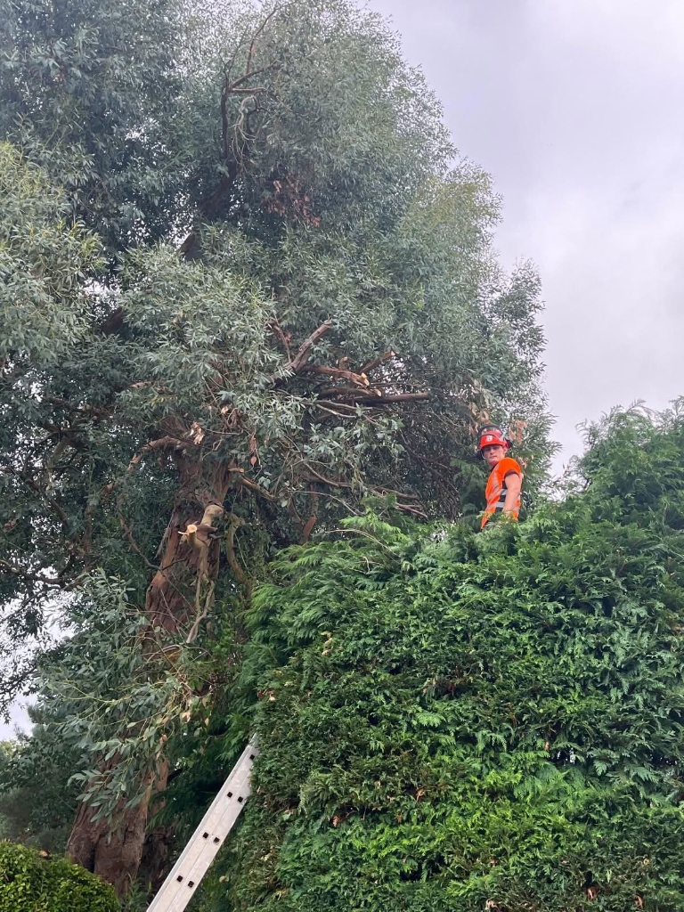 Tree surgeon in action