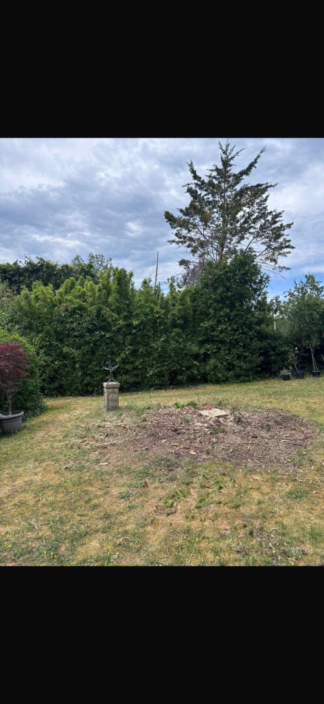 After large tree removal