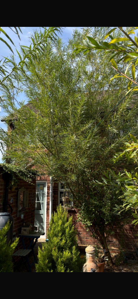 Before tree shaping