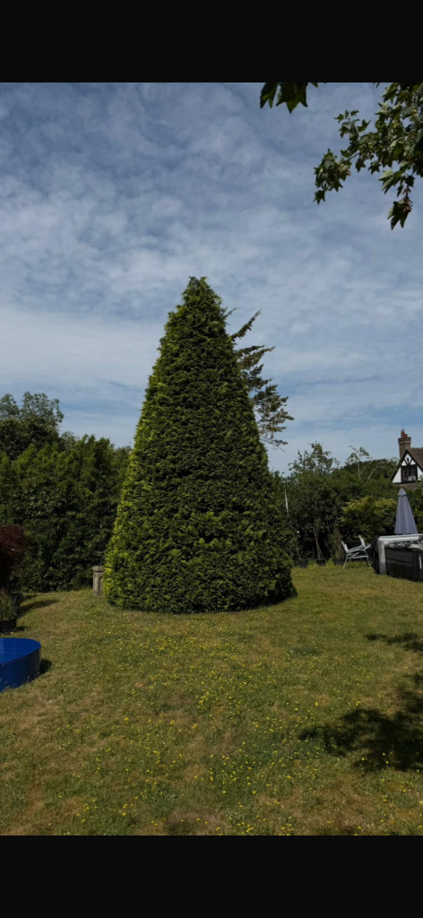 Before large tree removal