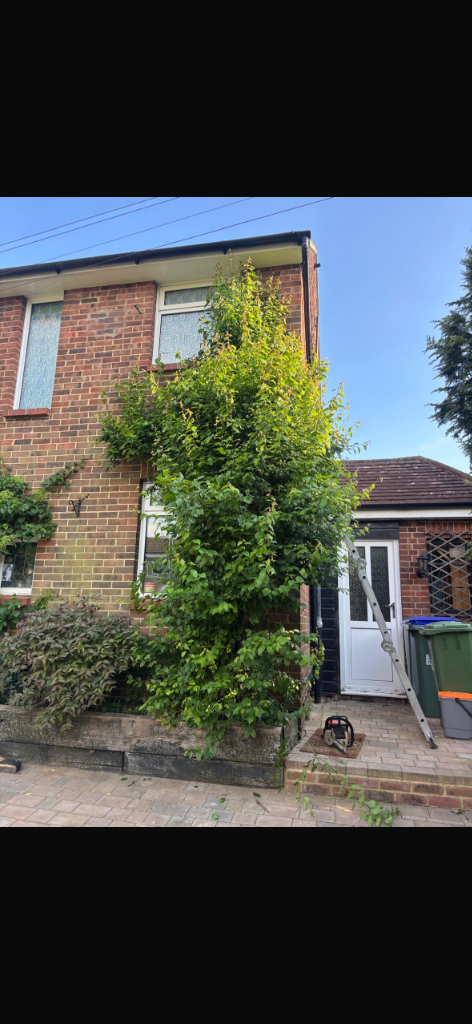 Before tree removal
